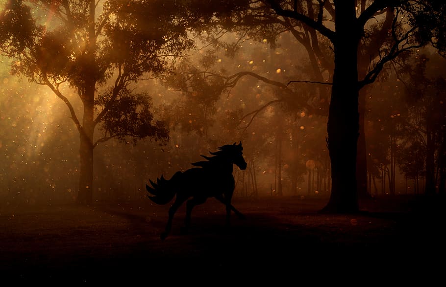 silhouette of horse on forest, trees, night, gallop, fairy tales HD wallpaper