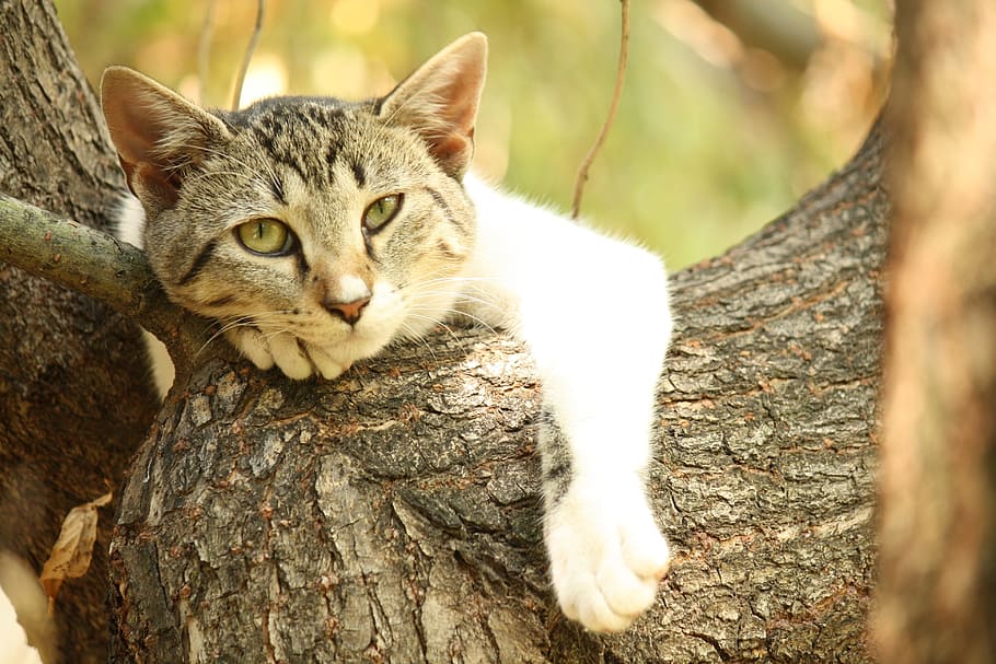 gray tabby cat on tree during daytime, chill, relax, animal themes HD wallpaper