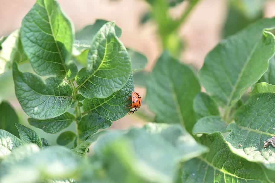 Ladybug, Potato, Pest, potatoes pest, leaf, one animal, animal themes HD wallpaper