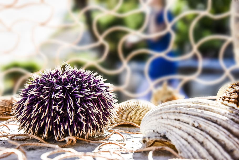 decoration, decoration sea, urchin, sea urchin, shell, seashell, HD wallpaper
