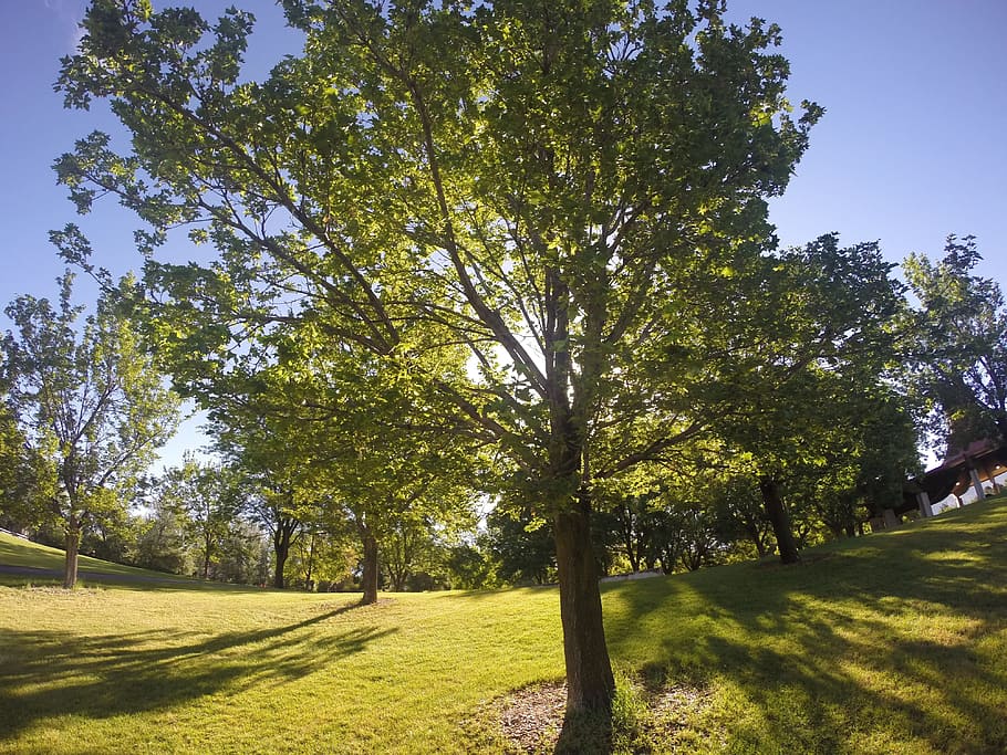 Tree, Nature, Park, Sunshine, green, sunlight, landscape, no people HD wallpaper