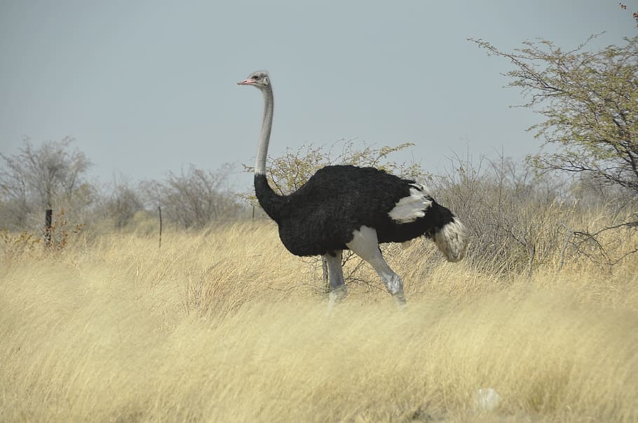 Bird, Bouquet, Botswana, animal wildlife, animals in the wild HD wallpaper