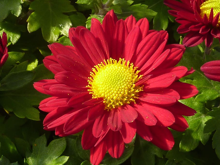 Flower, Chrysanthemum, red, nature, plant, daisy, summer, petal HD wallpaper