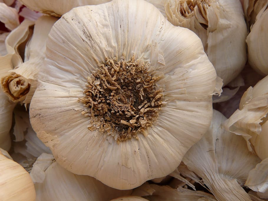 garlic, sharp, aromatic, tuber, substantial, smell, medicinal plant HD wallpaper
