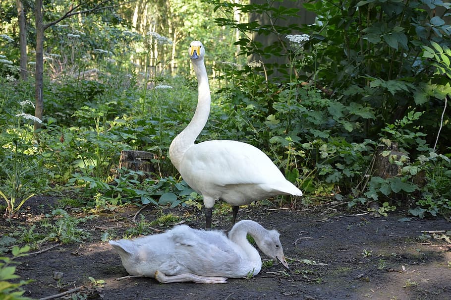 Swan, Bird, Fly, Wings, Feather, young, wildlife, beak, dom HD wallpaper