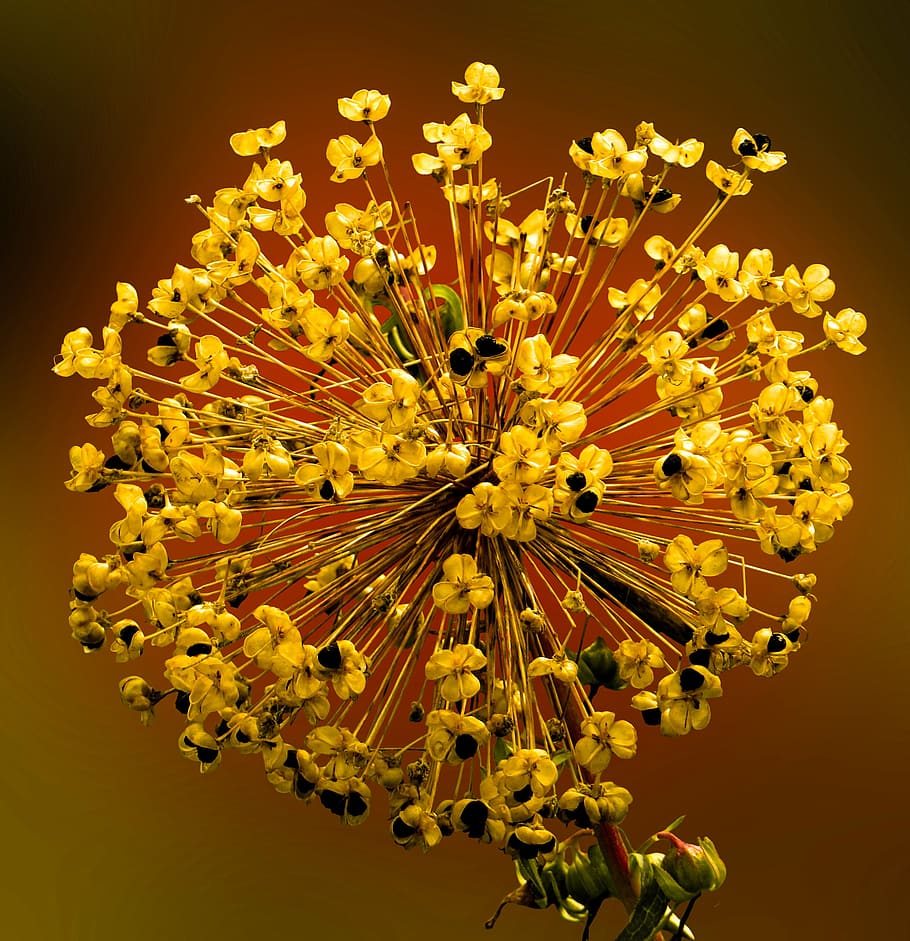 yellow flower closeup photography, spring, blossom, bloom, seeds HD wallpaper