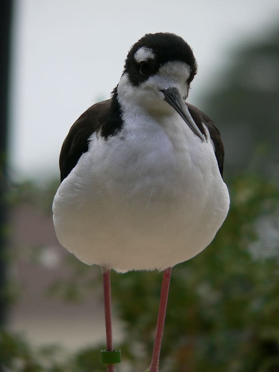 Bird, Stilt, Black, Winged, Wader, black-winged, shore bird HD wallpaper