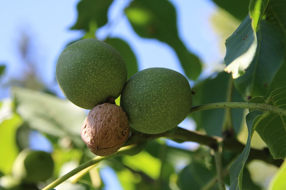 nut, green, nuts, nature, healthy eating, food and drink, fruit HD wallpaper