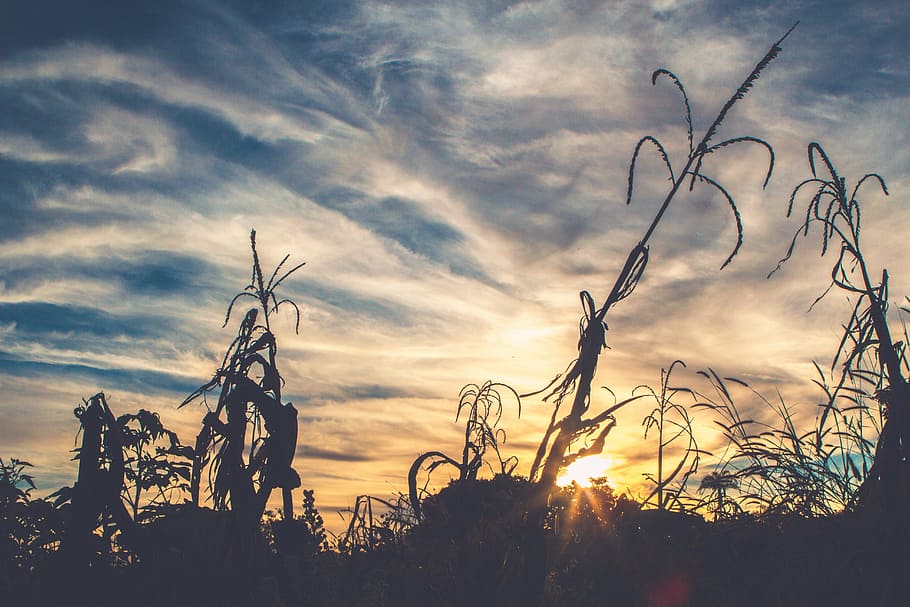 sunset, silhouette, plants, sky, clouds, nature, cloud - sky HD wallpaper