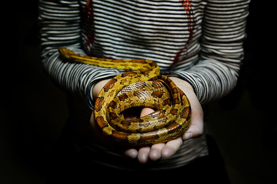 photography of brown and yellow bermes python on person's palm, HD wallpaper