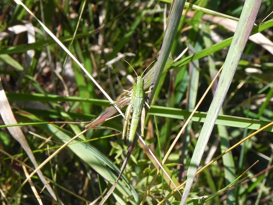 grasshopper, green, close, insect, animal, plant, animals in the wild HD wallpaper