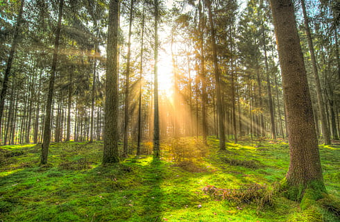 landscape photography of trees facing sun rays, forest, shadow HD wallpaper