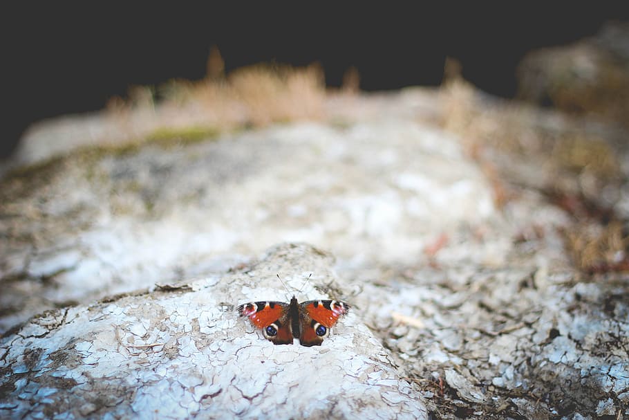 selective focus photography of red Polyphemus moth, closeup photo of peacock butterfly perched on gray rock HD wallpaper