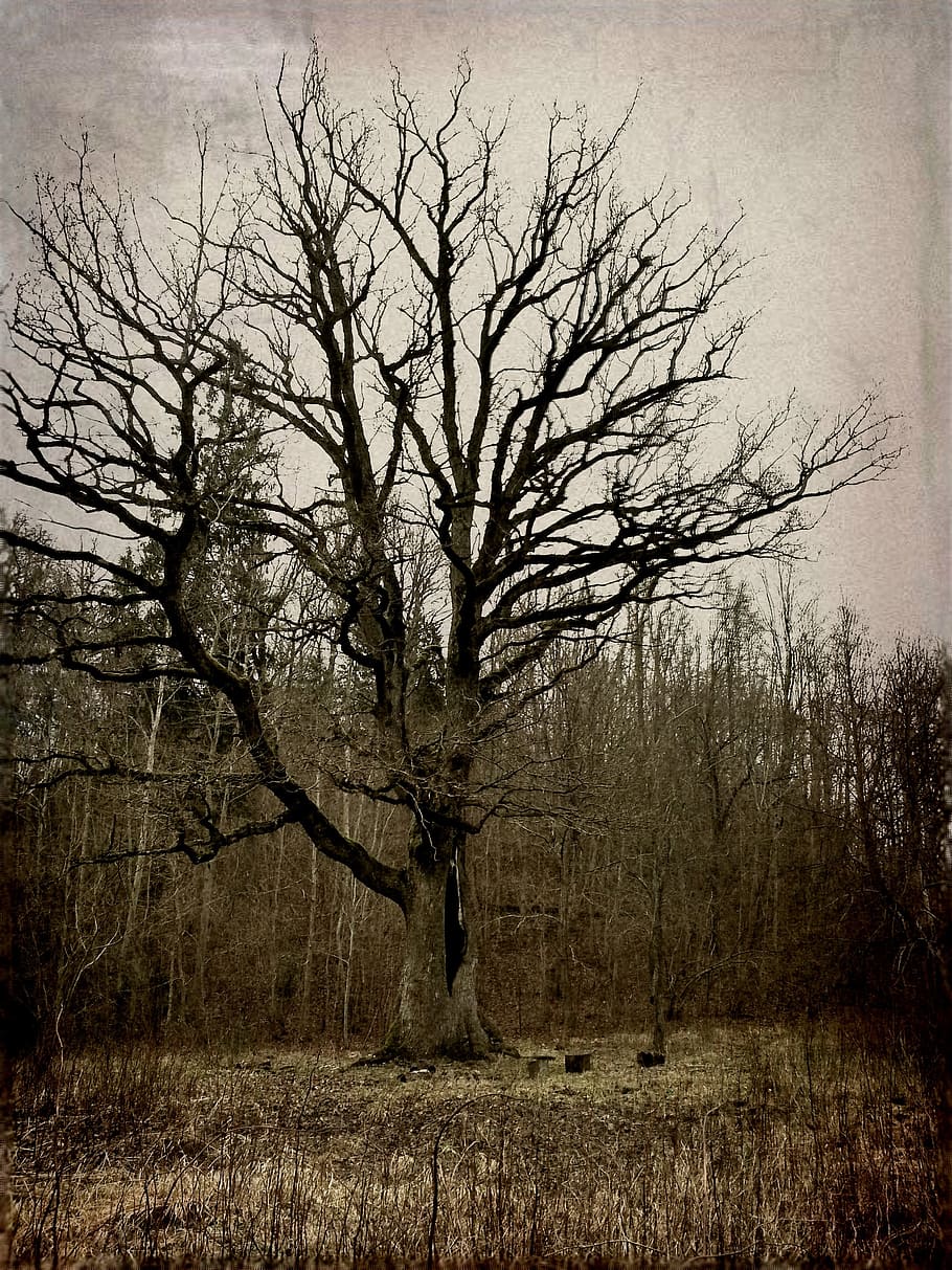 tree, burned tree, landscape, big tree, nature, forest, plant HD wallpaper