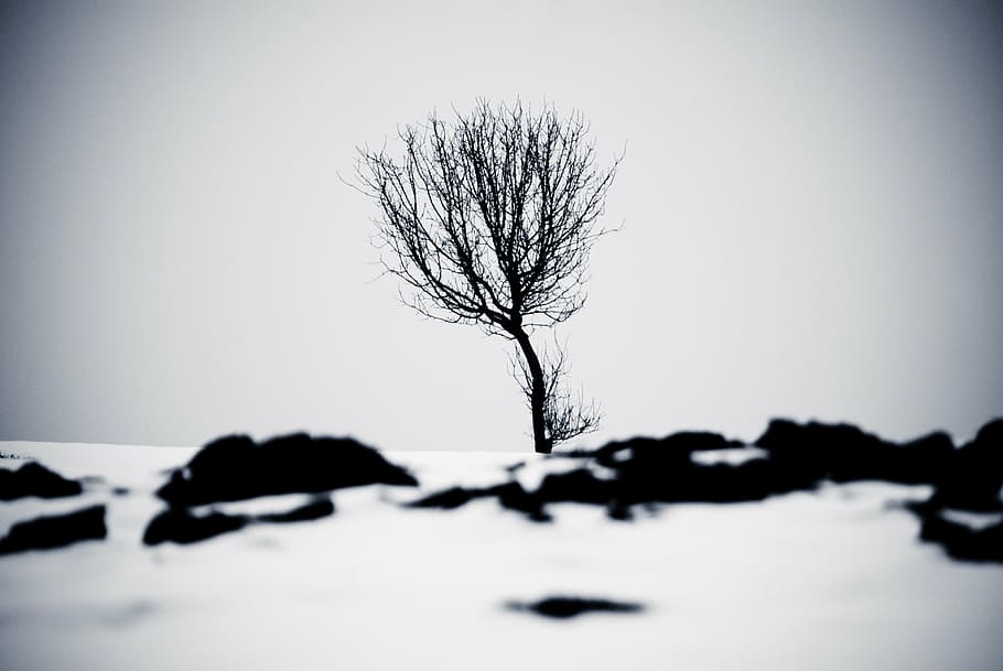 winter, sw, tree, bare tree, no people, branch, plant, tranquility HD wallpaper