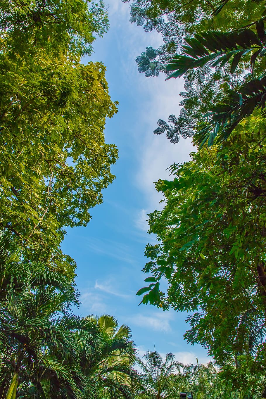 sky, backlit, shade, palm, tree, plant, growth, green color HD wallpaper
