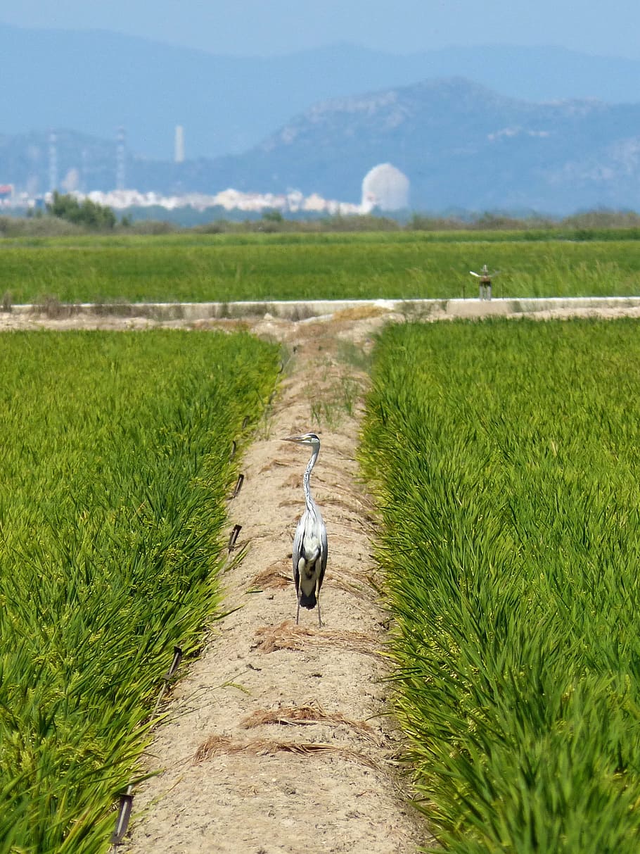 Ebro Delta, Paddy, Kingfisher, Nuclear, one animal, agriculture HD wallpaper