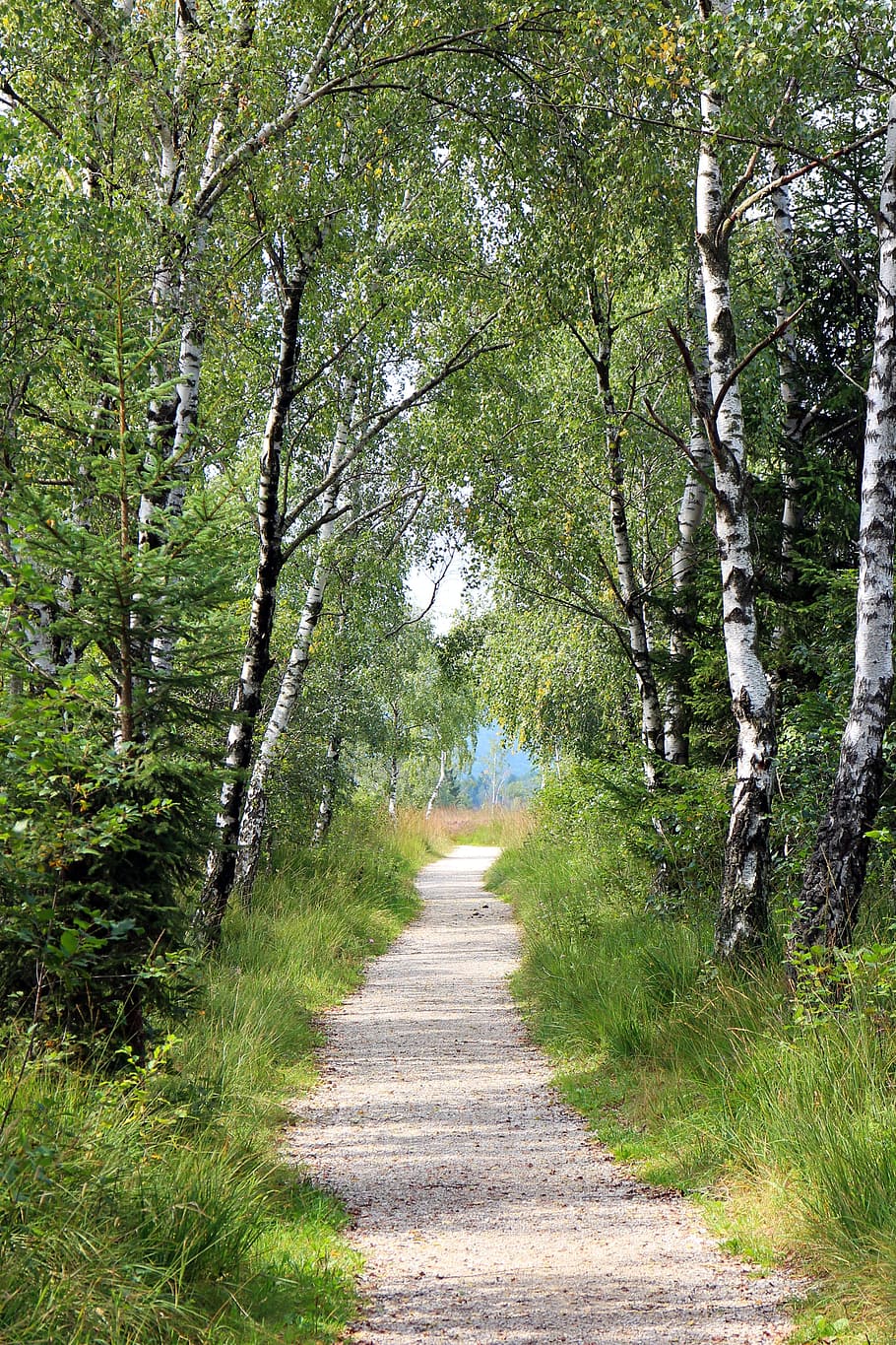 Away, Trail, Nature, Birch, Promenade, nature trail, hiking HD wallpaper