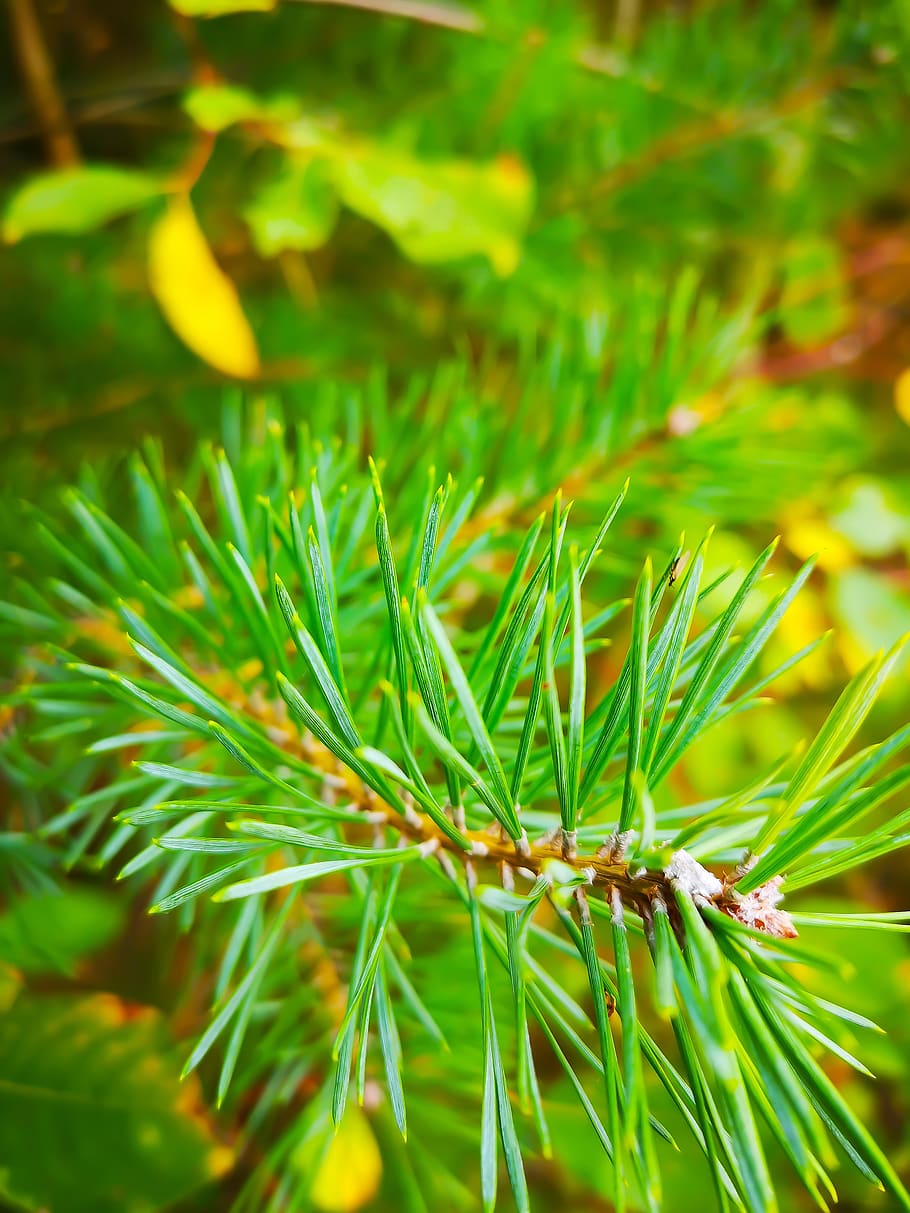 fir tree, forest, autumn, pine, green, plant, green color, growth HD wallpaper