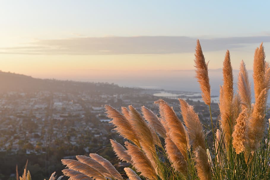 city, nature, grass, view, sky, beauty in nature, growth, plant HD wallpaper