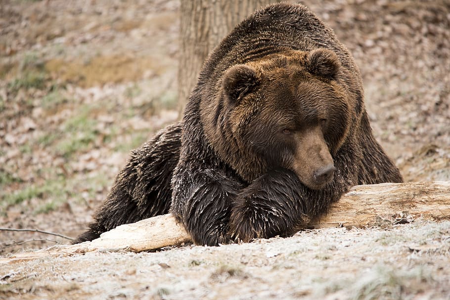 selective brown grizzly bear, brown bear, wildlife, nature, furry