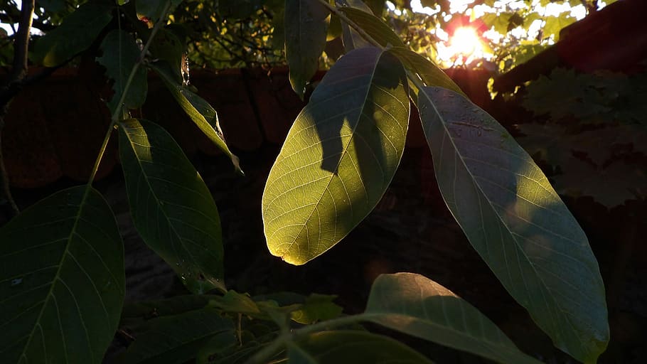 Walnut, Juglans, Foliage, Backlight, šumava, sunset, nature HD wallpaper