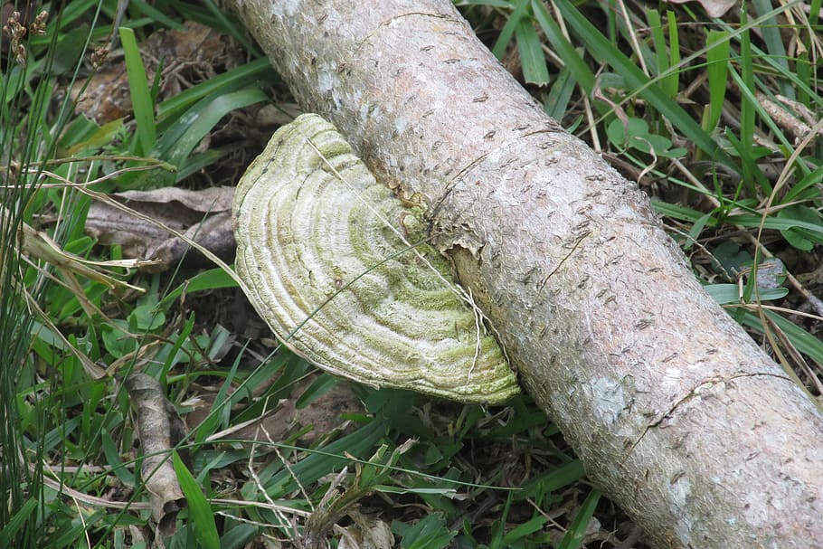 fungus, ear nerve, trunk, plant, land, close-up, nature, day HD wallpaper