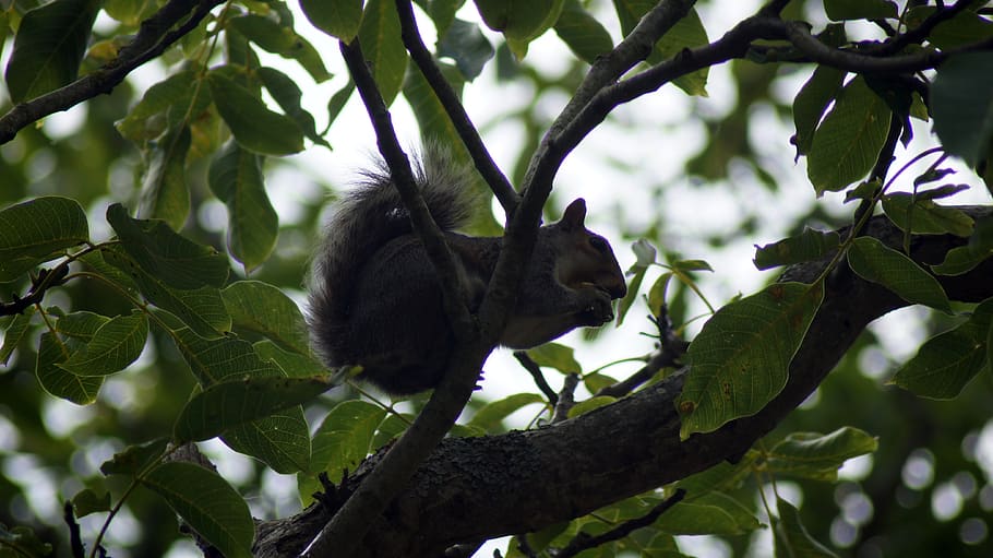 england, squirrel, tree, park, nut, rodent, eats, animal world HD wallpaper