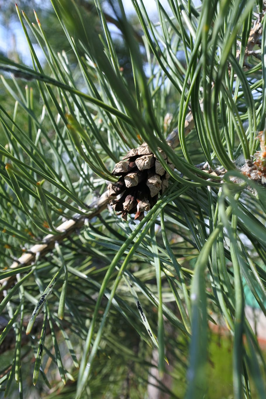 spruce, closeup, pine cone, plant, trees, nature, summer, branch HD wallpaper