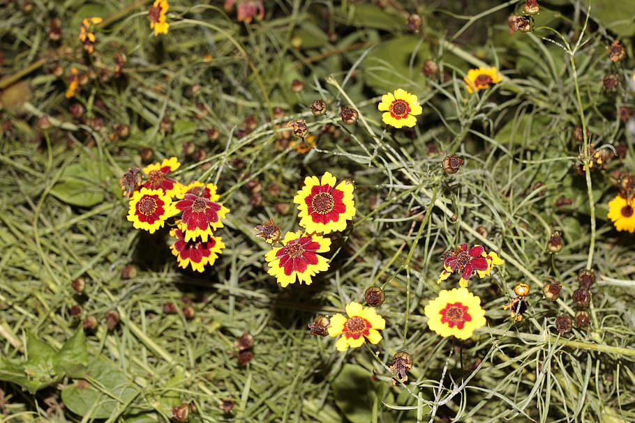 flower, flowering plant, beauty in nature, fragility, growth HD wallpaper