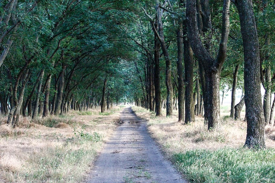 forest, trees, landscape, nature, wild wood, road, plant, direction HD wallpaper