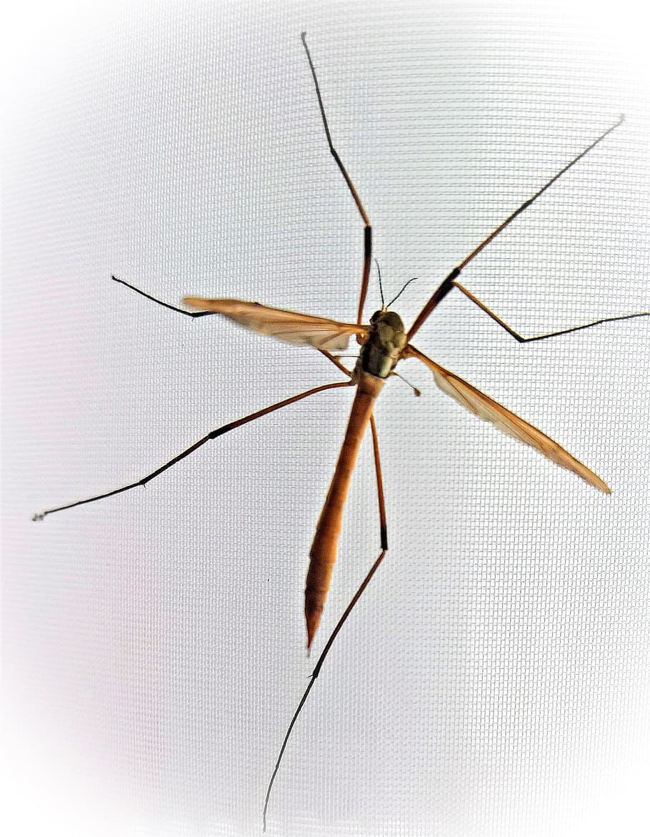 insect, schnake, schneider, schuster, daddy longlegs, pediclidae HD wallpaper