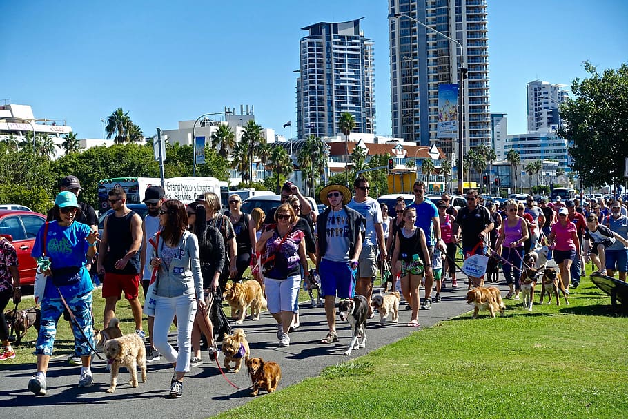 Parade, Crowd, March, Dogs, Procession, people, large group of people HD wallpaper