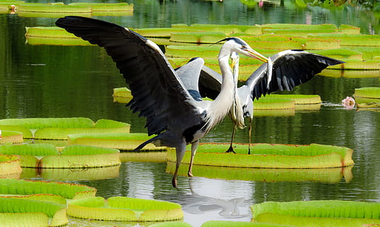 two black and white long neck and legs birds on river during daytime HD wallpaper