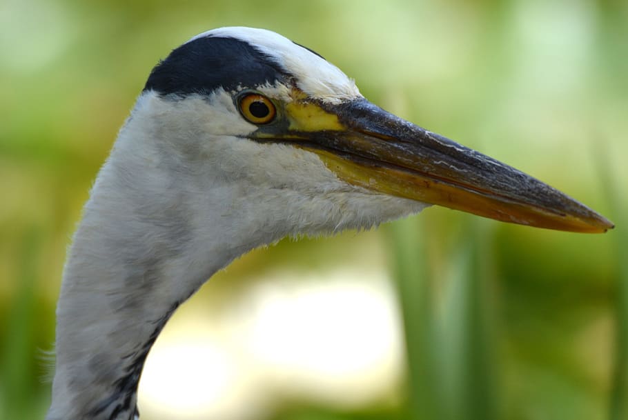 heron, bird, babu, beak, animal themes, animal wildlife, animals in the wild HD wallpaper