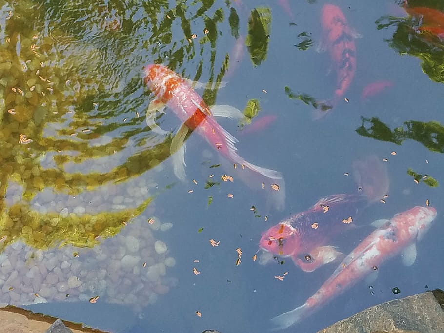 coil fishes in body of water, koi, pond, summer, goldfish, carp HD wallpaper