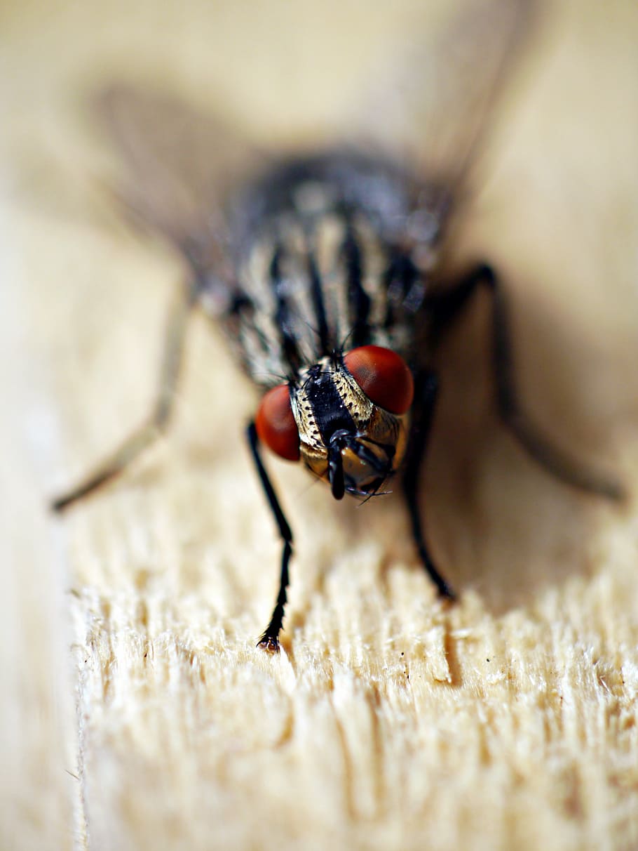 fly, insect, macro, winged, animal themes, animal wildlife HD wallpaper