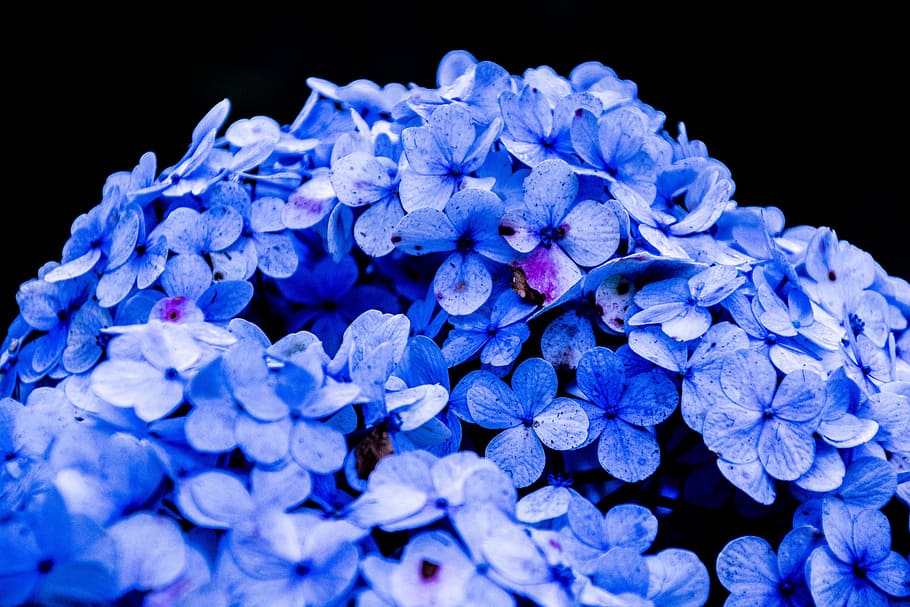 nature, flowers, blue, petals, bloom, blossom, close-up, flora HD wallpaper