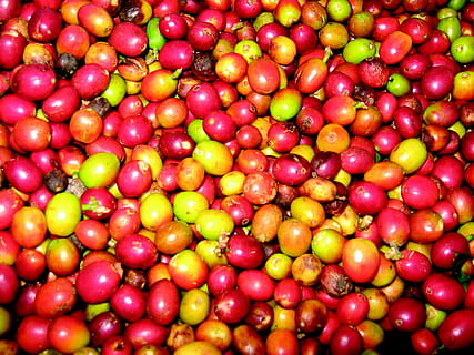 Lorem, Ipsum, Dolor, fruit, food and drink, full frame, large group of objects HD wallpaper