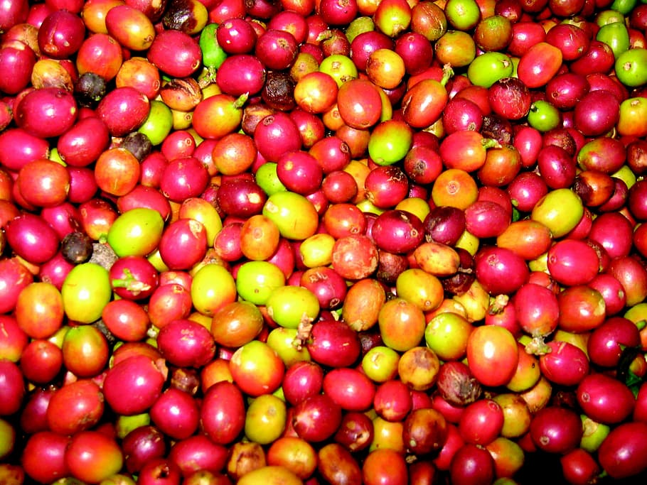 Lorem, Ipsum, Dolor, fruit, food and drink, full frame, large group of objects HD wallpaper