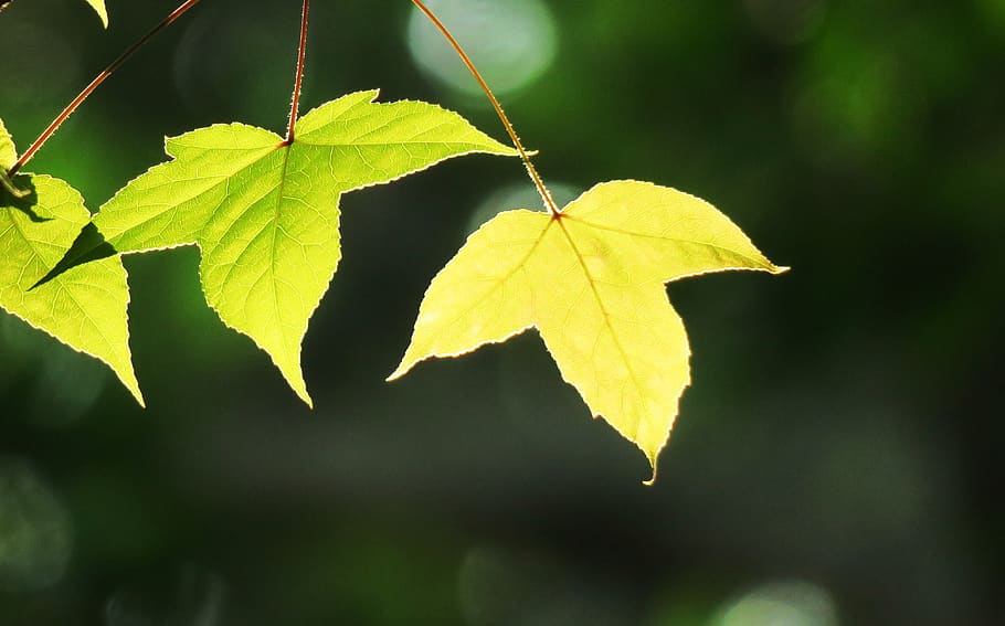 leaf, plant, nature, tree, environment, outdoor, close-up, light HD wallpaper