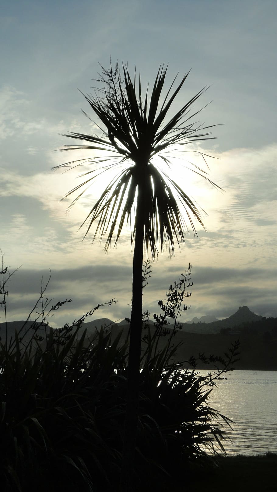 palm, clouds, beach, exotic, tropical, summer, tree, palm trees HD wallpaper