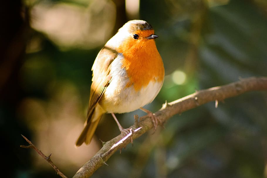 selective focus photography of European robin, bird, wildlife, HD wallpaper
