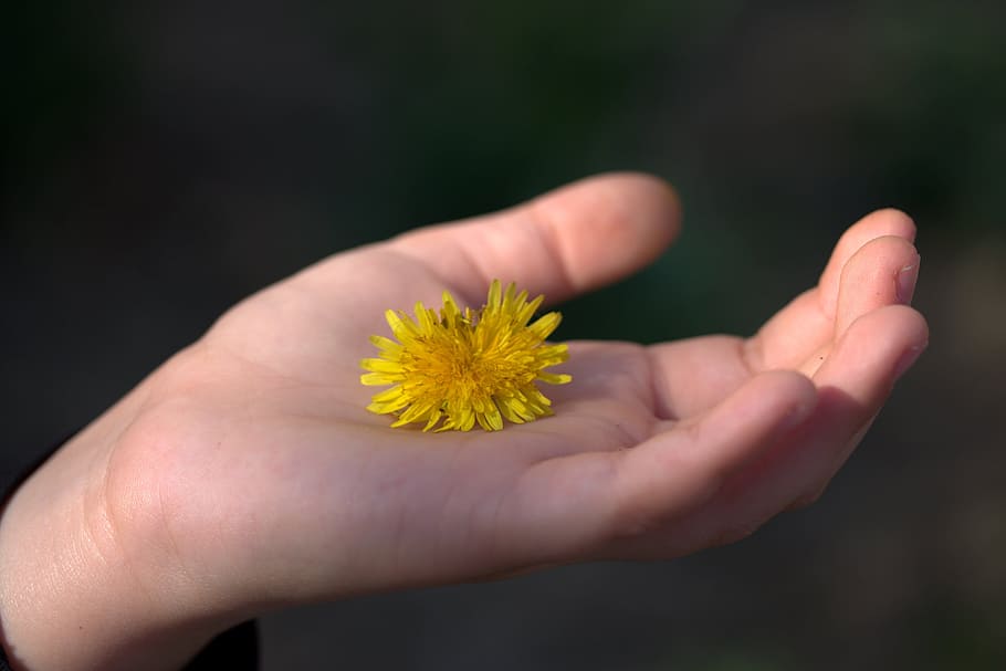 dandelion, yellow, hand, flower, human hand, human body part HD wallpaper