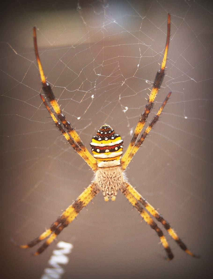 spider, arthropod, closeup, underbrush, tropical, copy, zoology, HD wallpaper