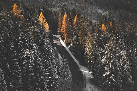 green pine trees near gray concrete road, road between tall tress during winter HD wallpaper