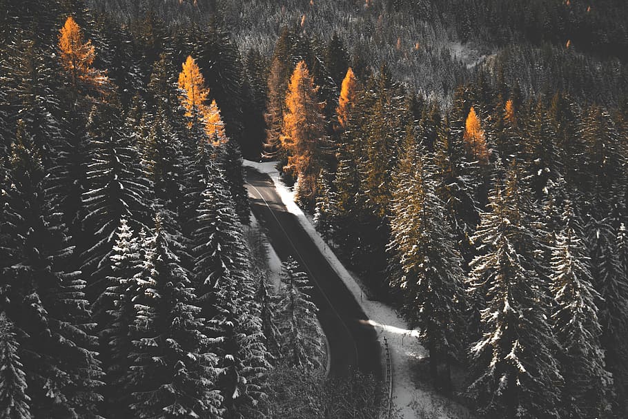 green pine trees near gray concrete road, road between tall tress during winter HD wallpaper