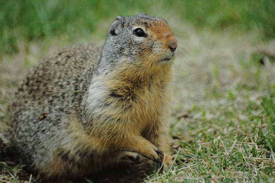 ground squirrel, grass, wildlife, green, brown, park, rodent HD wallpaper