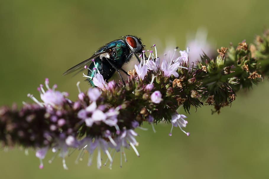 fly, insect, housefly, flowering plant, animal themes, animal wildlife HD wallpaper