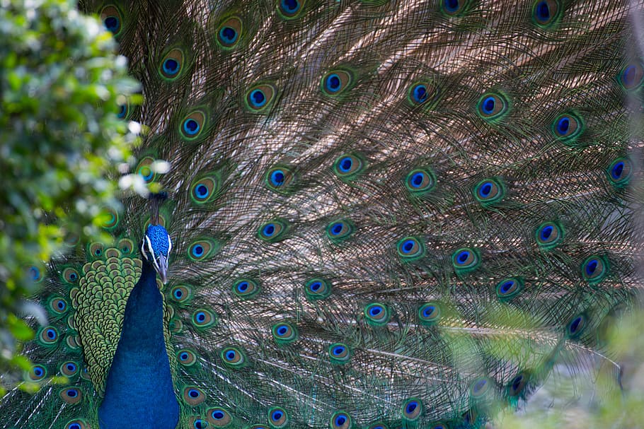 blue and gray peacock, close up photo of peacock, bird, texture HD wallpaper